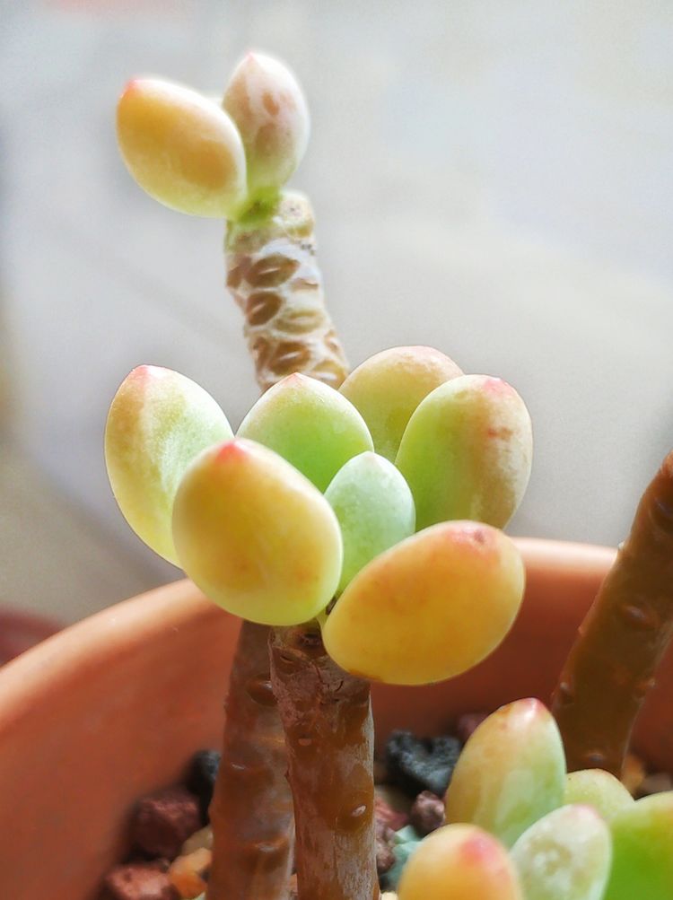 记录多肉长大的全过程,记录所有多肉成长过程