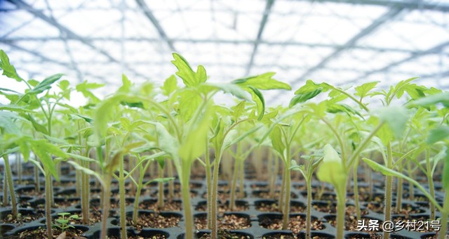 茄子徒长可以通过摘叶控制吗 (茄子徒长原因及防治措施)
