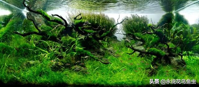 水草基本种植法,生态缸水草种植