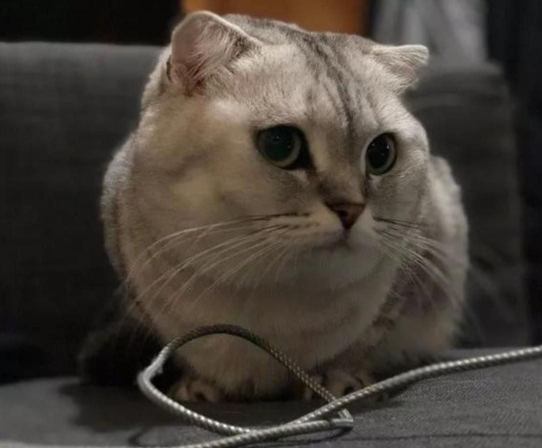 怎么样才能避免猫咪咬数据线,头疼猫咪