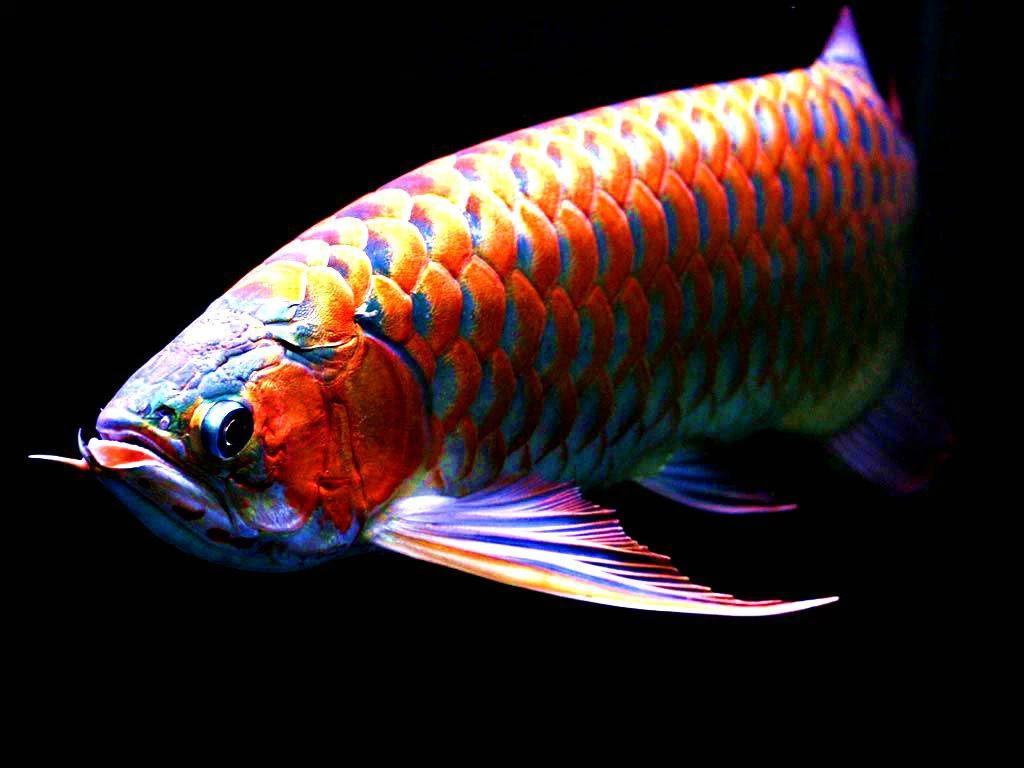 鱼缸死鱼是挡煞吗,鱼缸死鱼为什么放冰箱