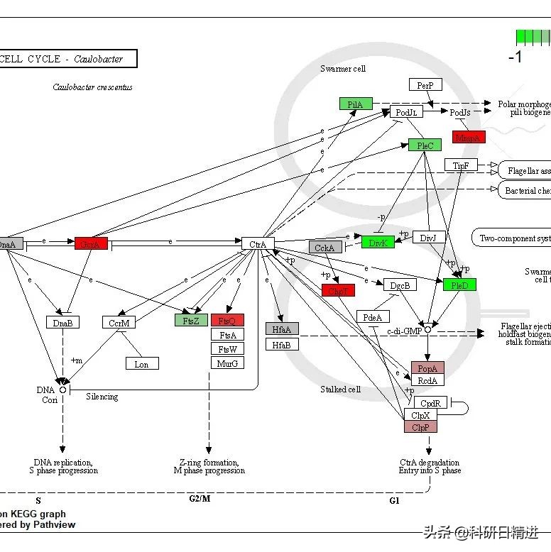 高通量测序步骤,高通量筛选与高通量测序