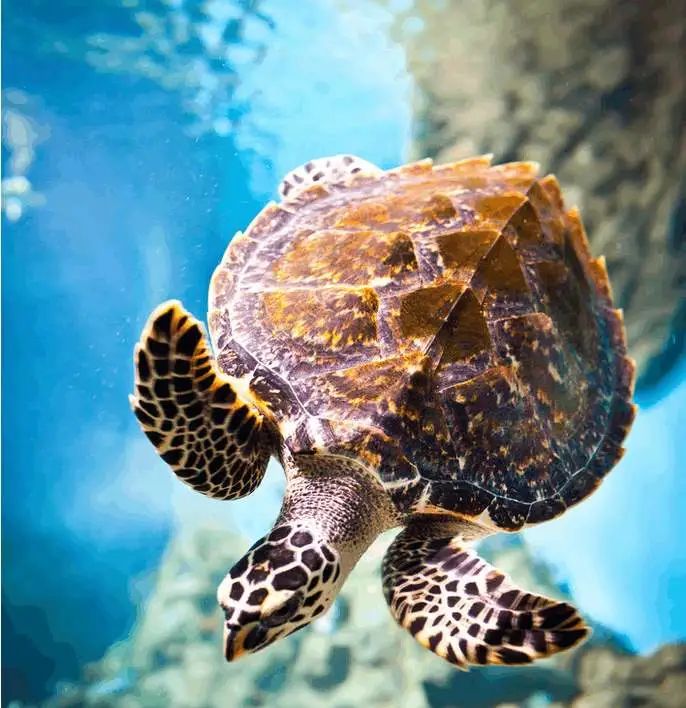 什么材质的古筝指甲音色好,古筝义甲材质