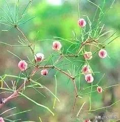 野外发现珍贵的植物千万要注意,新疆南疆常见荒漠野生植物