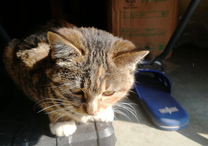 田园猫还有纯血统吗,田园猫真的很高冷吗