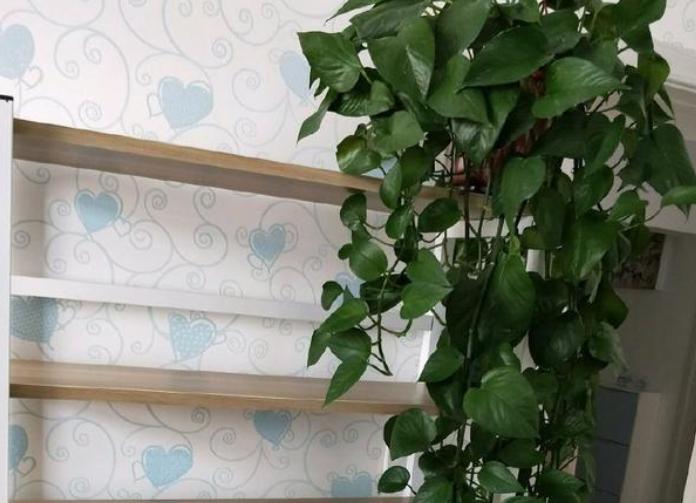 水培绿萝怎么养才能长得更旺盛,水培绿萝怎么养才能更旺盛不发黄