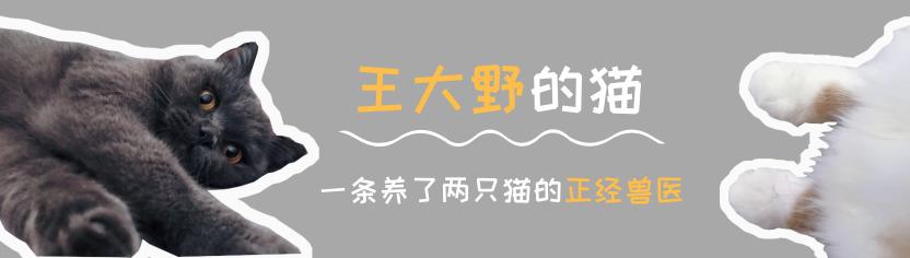 猫咪发出咕噜的声音是什么意思,猫咪发出咕噜声是什么意思