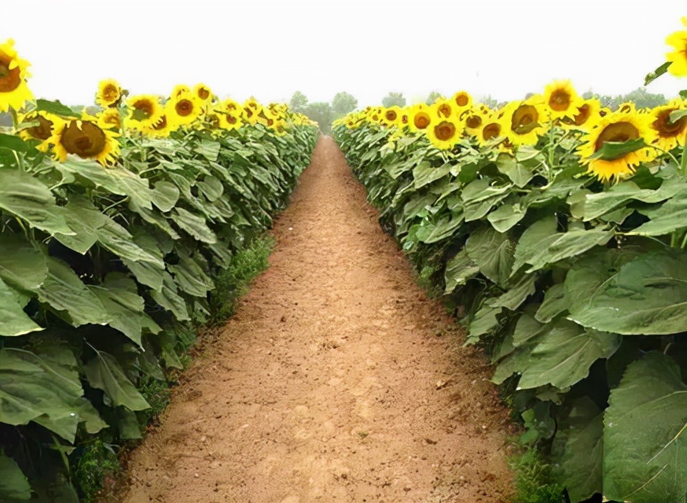 郑州出发黄河沿线自驾游最佳路线,郑州黄河自驾游攻略路线