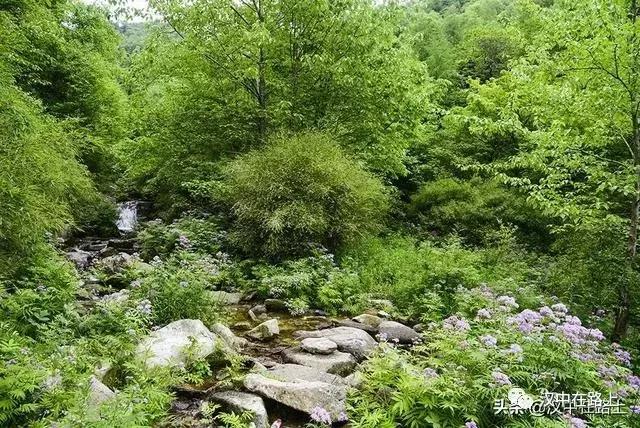 探秘汉中,汉中一村子窜入野生羚牛