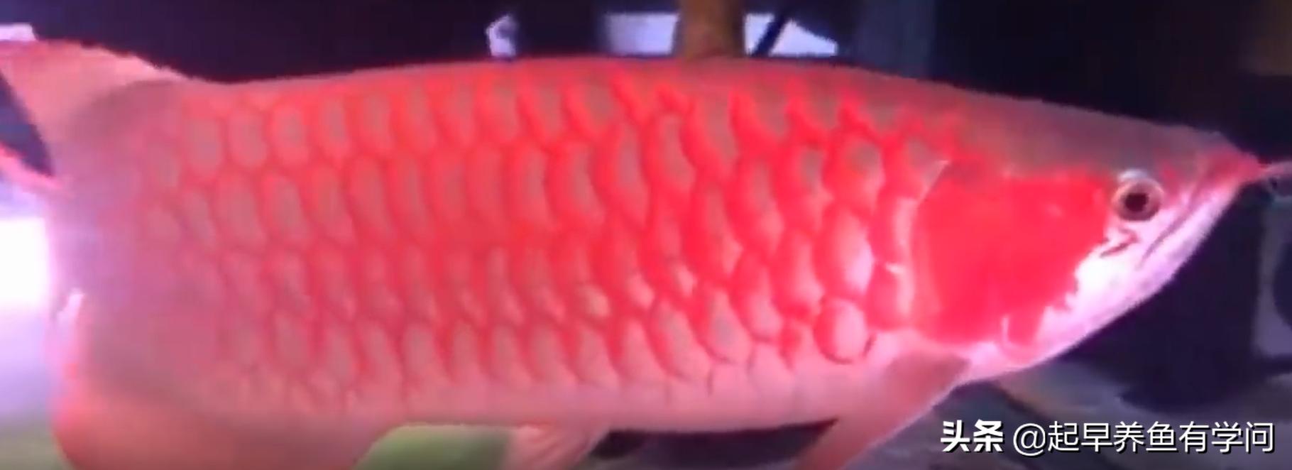 红龙养殖基本知识,红龙养殖十大误区