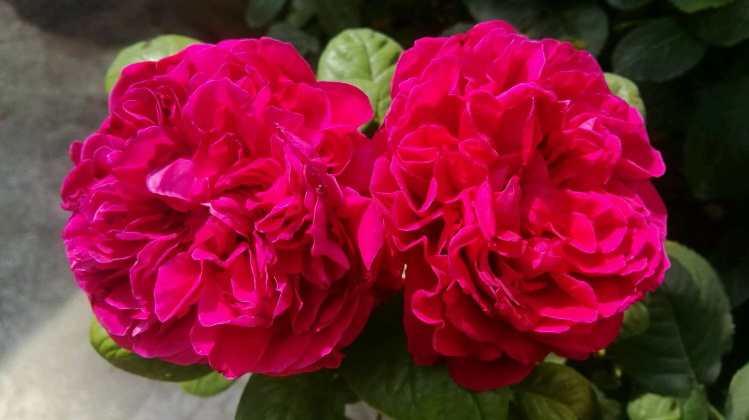 皇家胭脂和真彩230月季哪个好看,皇家胭脂月季花盆栽