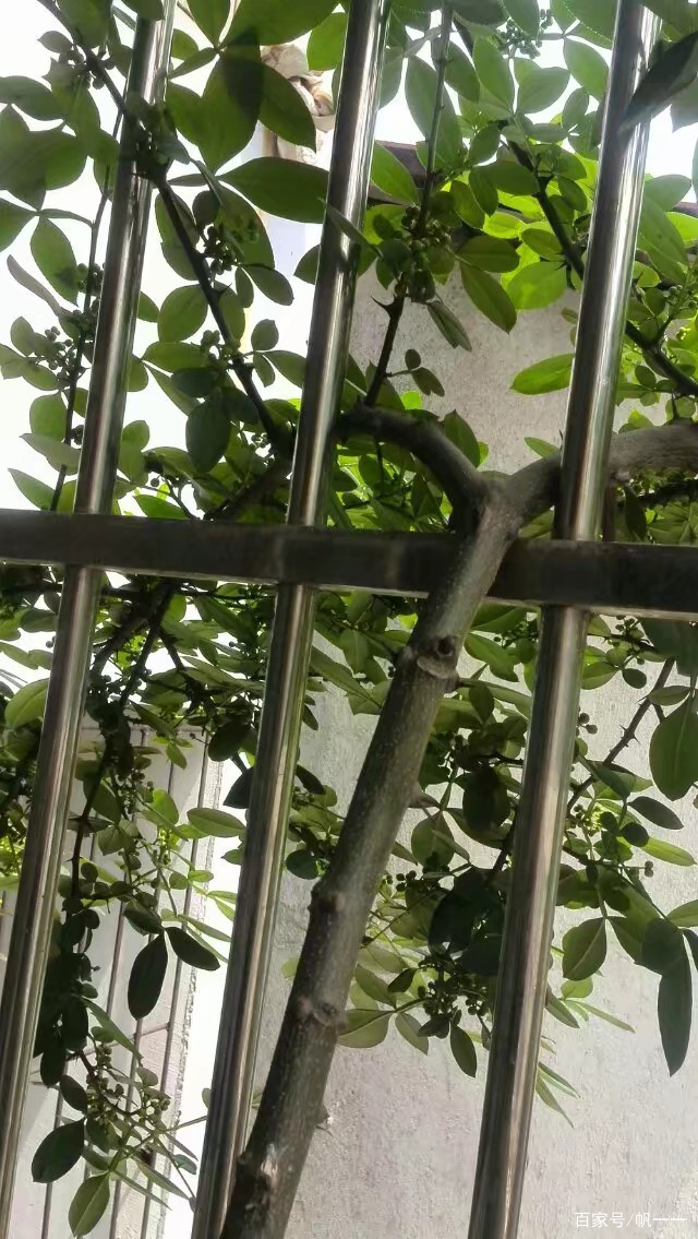 阳台上禁忌种植花椒树,阳台花椒树