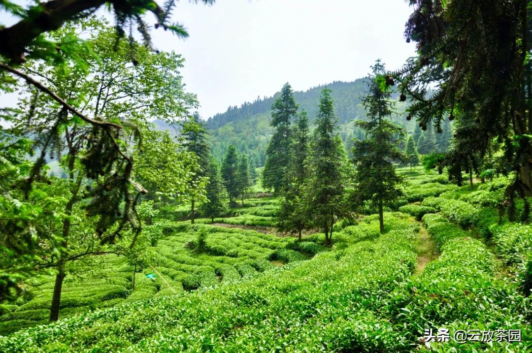 云放茶园深度解析,云放茶园最新视频