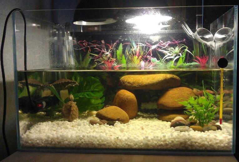 龟总打架怎么解决,龟打架要及时分开吗