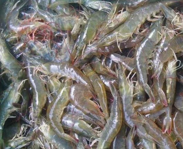 为什么虾焯水后肉质不好,做出来的虾尾有腥味怎么补救