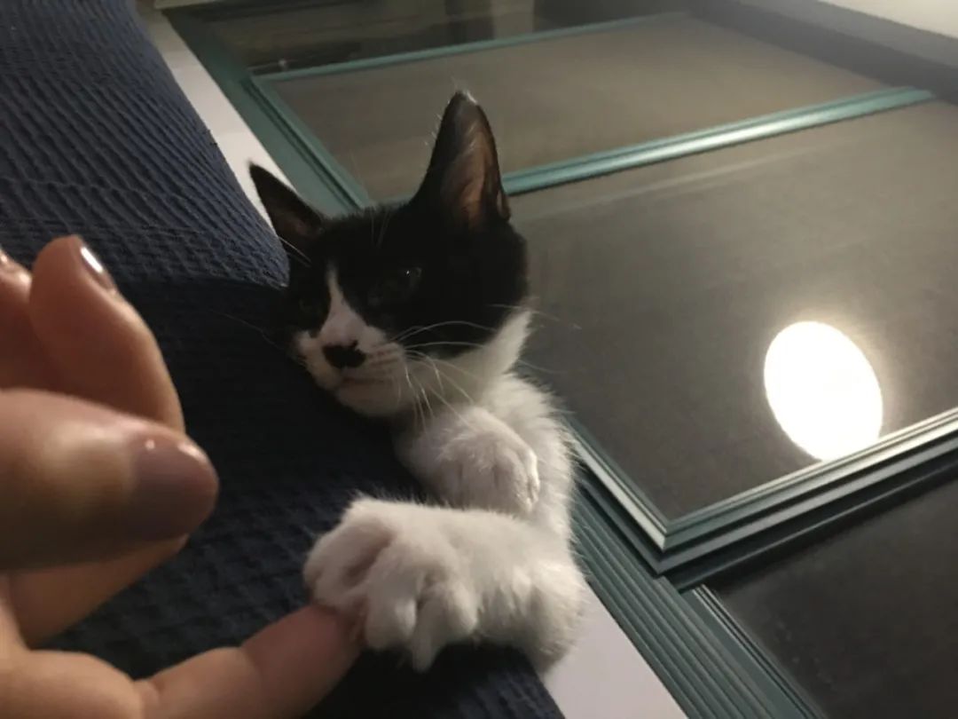 不让人省心的生肖,不让人省心的奶粉