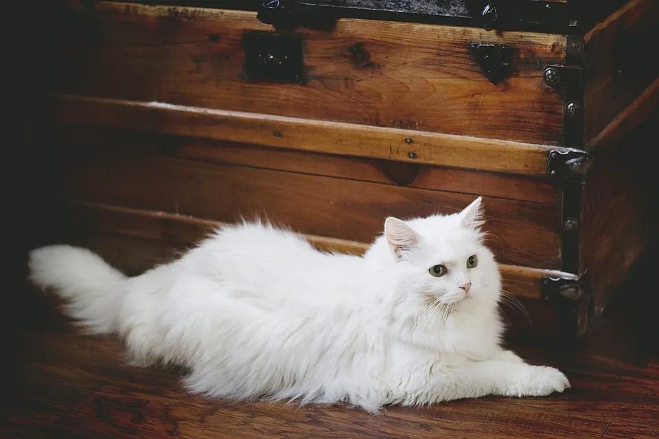 猫咪能控制自己的咕噜咕噜么,猫咪能控制自己的爪子吗