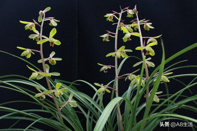 长寿梅蕙兰怎么种植,蕙兰老八种兰花哪一种最好