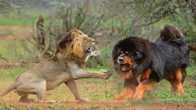 什么狗比较霸气又比较好养,最受欢迎的10种狗你认识几种