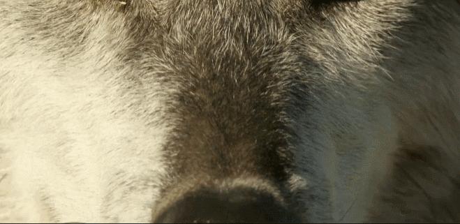 哈士奇养成狼,狼被养成了哈士奇