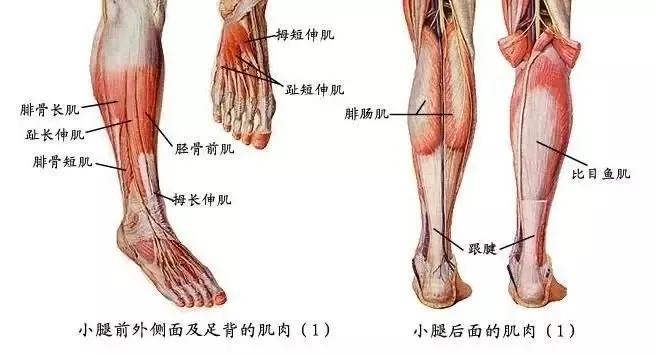 腿粗的秘密,腿粗的秘密有哪些