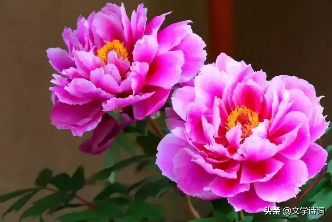 赞美牡丹花开时节动京城的诗句,牡丹诗词名句精选唯有牡丹真国色