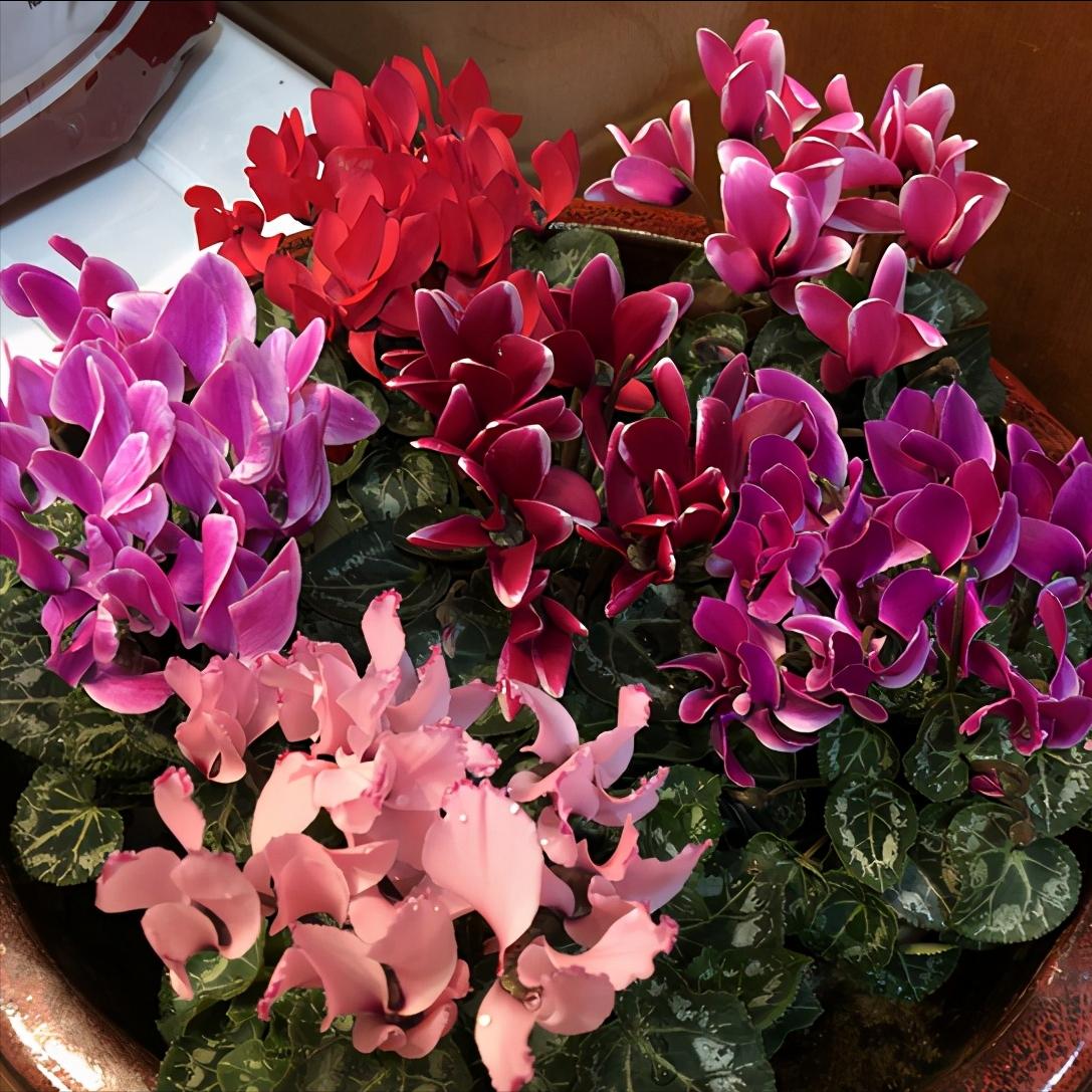 仙客来太湿怎么处理,仙客来花矮怎么办