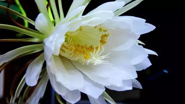 史上最全的花卉介绍，认识超过30种以上绝对是大神