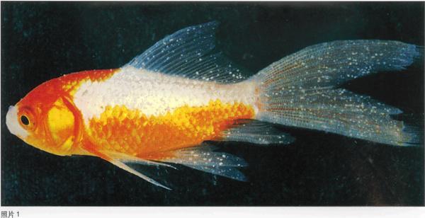 金鱼白点病加温要几天,金鱼平时水温多少度预防白点病