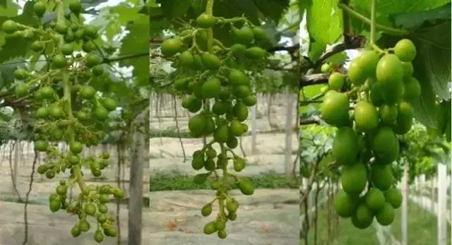 葡萄全年用药一览表2020,葡萄花后病害治疗方法