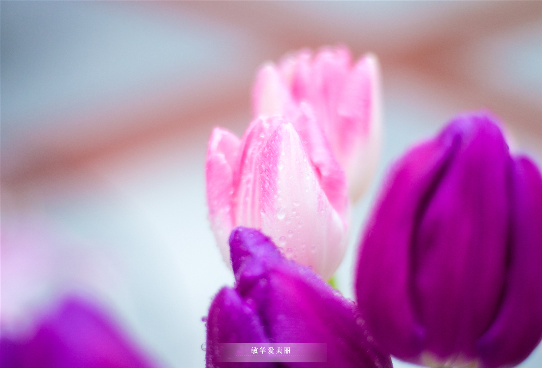 百万葵园攻略地图大全,百万葵园游玩注意事项