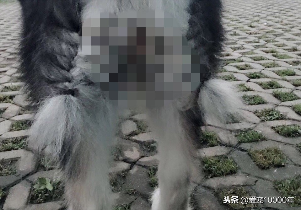 金毛的毛毛太长了，方便的时候总是弄脏，铲屎官就给编了根大辫儿