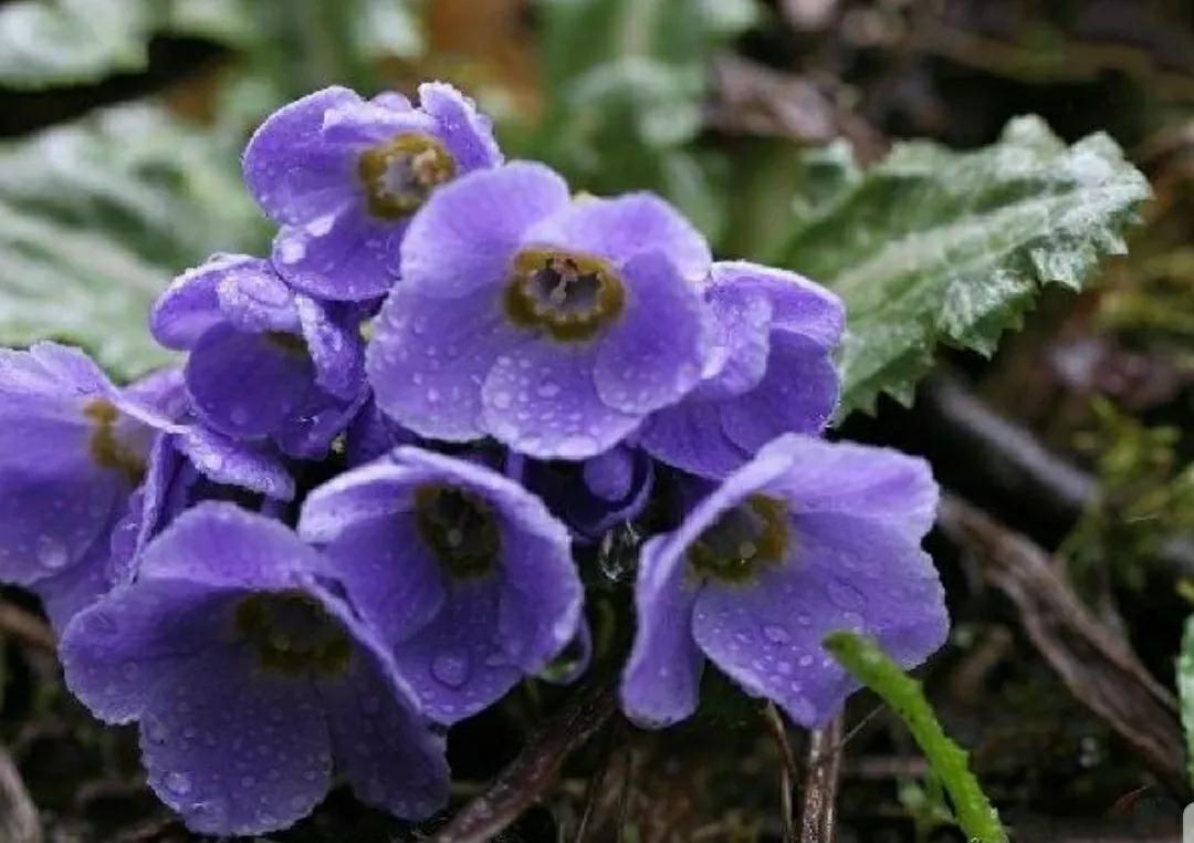 芳踪难觅濒危花！清新治愈篇：沙漠高原是吾家，豹子花的春天来了