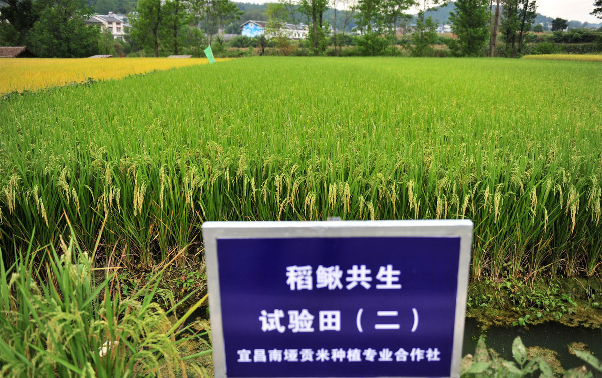 稻田养殖泥鳅怎么捕捞视频,人工养殖的泥鳅怎么捕捞