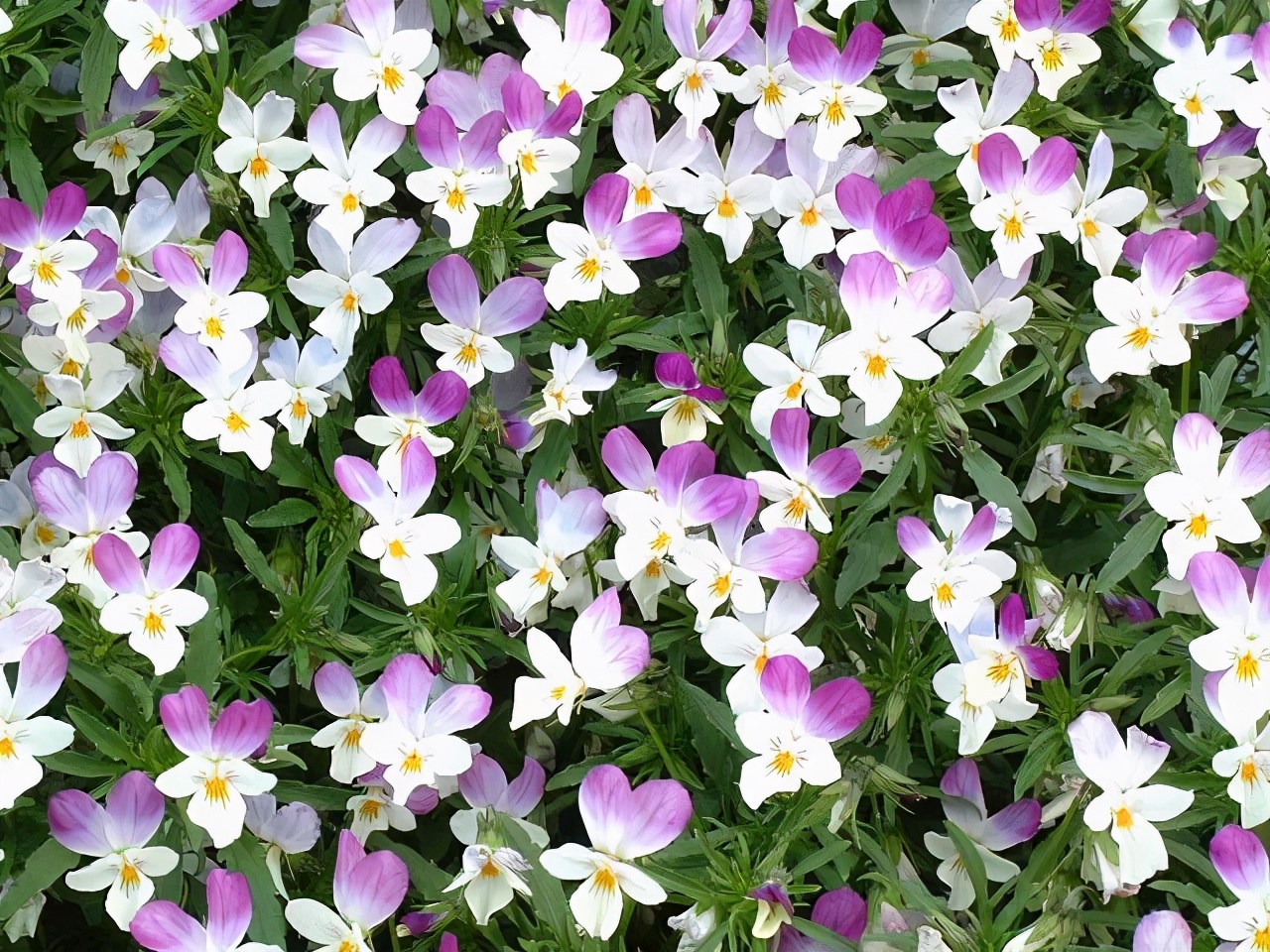 角堇和皱边角堇哪个花大,皱边角堇和穗边角堇的区别