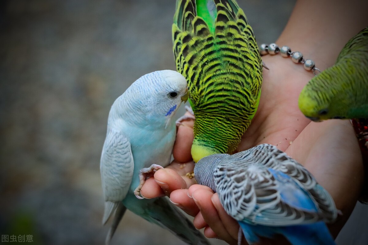 八哥拉屎是稀的为什么,八哥幼鸟拉白色的稀屎要紧吗