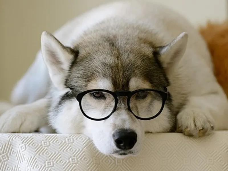 宠物狗需要办证吗,养宠物狗需要办什么证