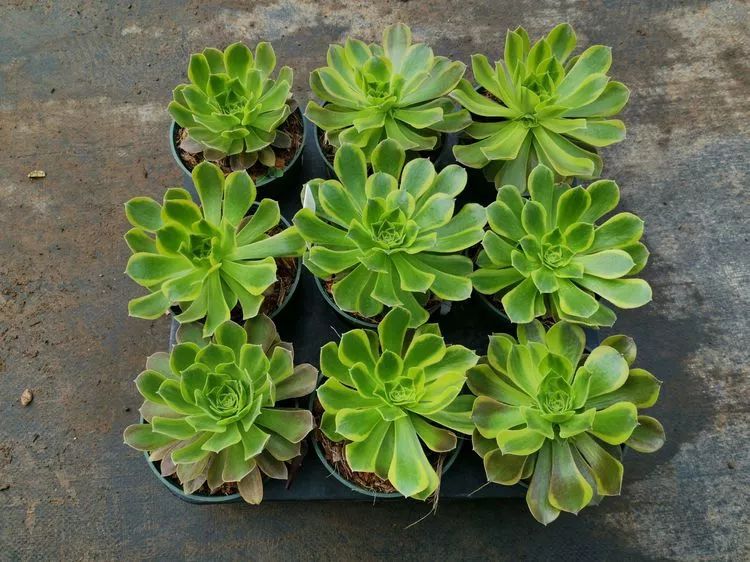 法师新品：青翠欲滴“檬”动我心，青檬法师育繁记