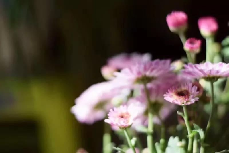 向来情深奈何缘浅意难平,向来缘浅奈何情深啥意思