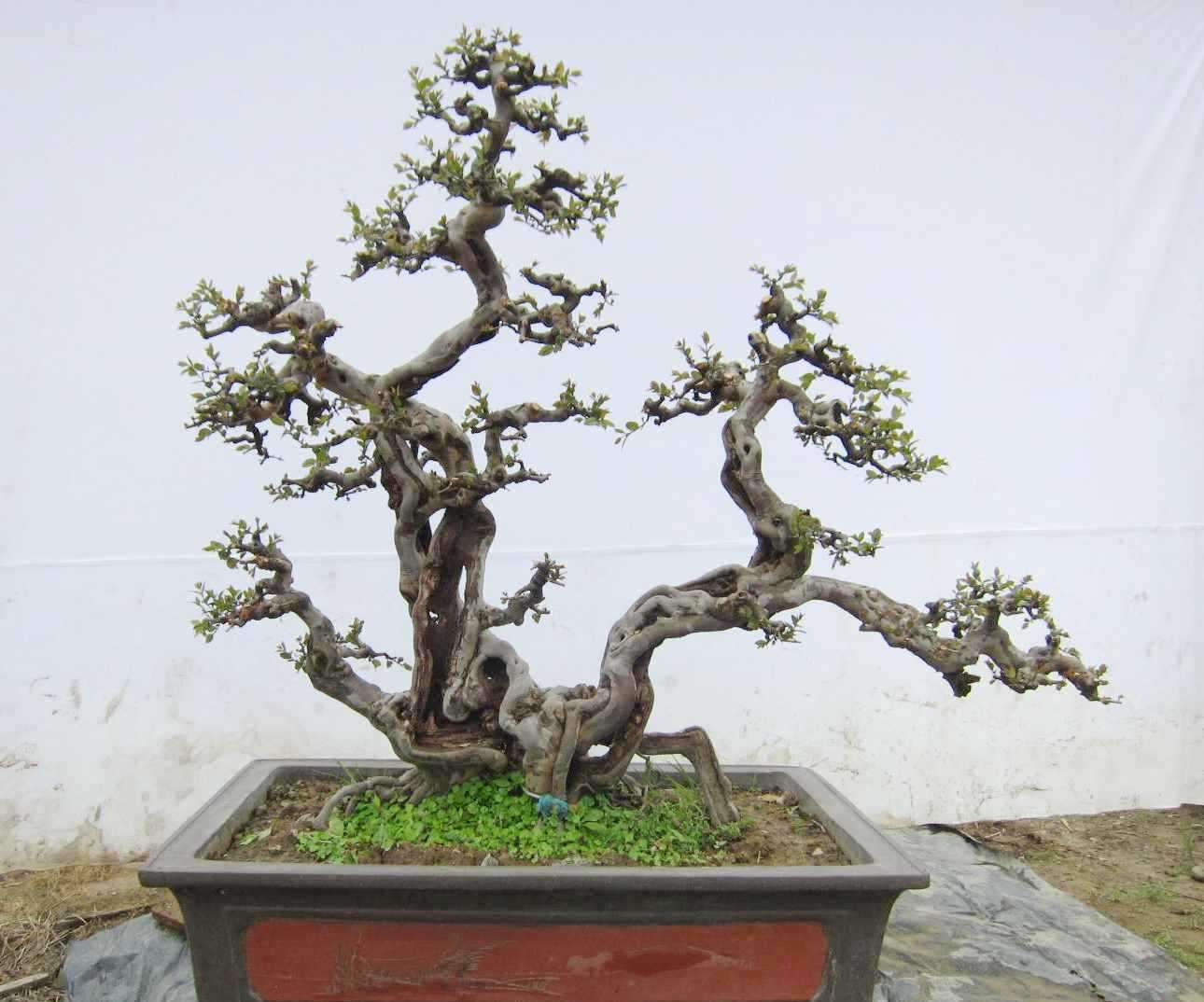 雀梅盆景养护的7大技巧方法,有关雀梅盆景养护知识