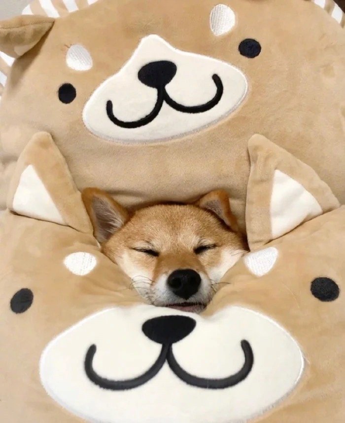 狗狗身上白色的皮屑,雪纳瑞狗狗身上有皮屑怎么办