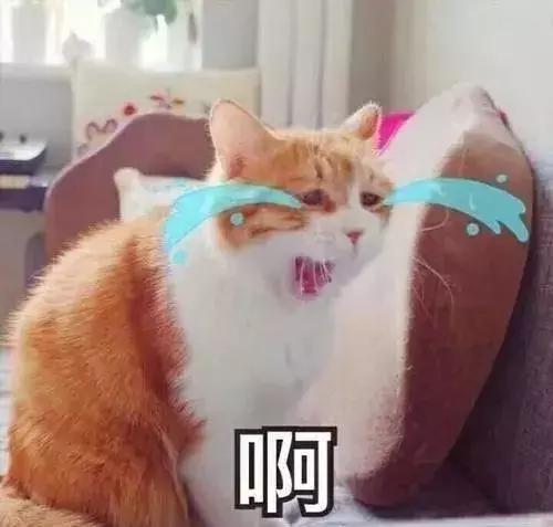 有没有办法让猫咪拉屎不臭,猫咪嘴臭是怎么回事