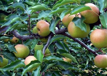 秋季约上三五好友一起去露营烧烤,来延边开始秋天的旅行