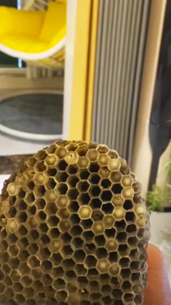 怎么去除马蜂蜜蜂窝,室内马蜂窝