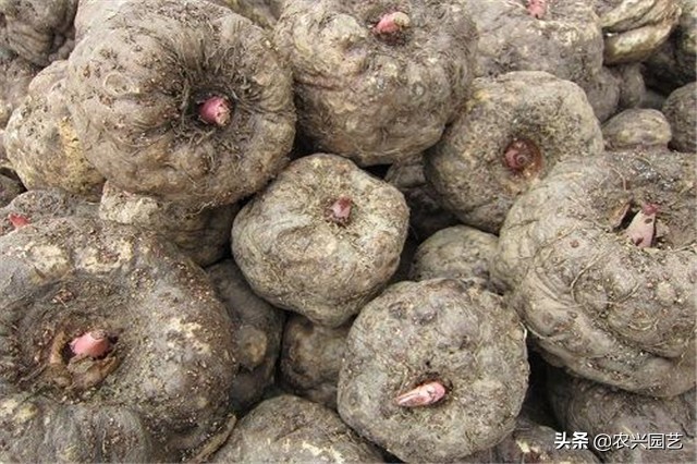 高产魔芋普通魔芋有什么不同,魔芋怎么种植才能高产