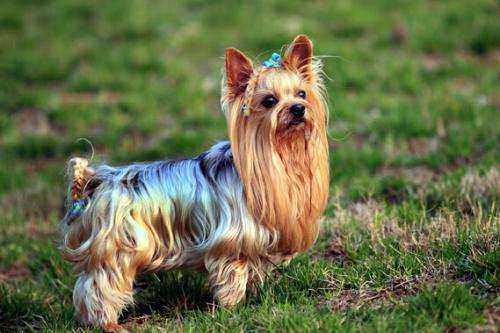 宠物狗小型犬品种排名大全及图片,性格温顺的小型犬有哪些