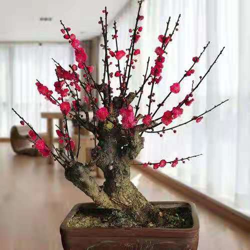 红梅盆景冬天怎样养护,耐寒的红梅盆景图片