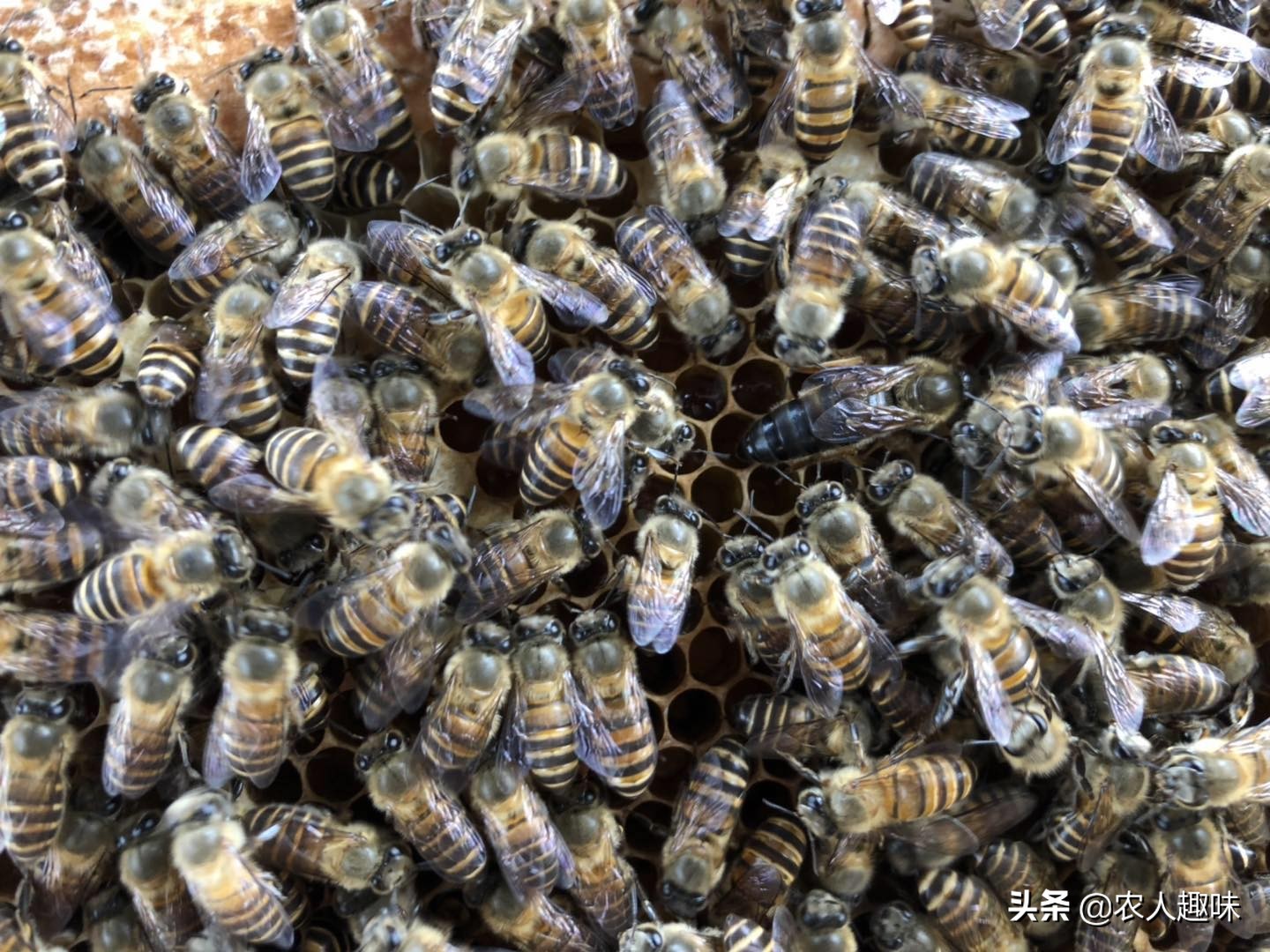 养蜂怎样管理好蜂王和蜜蜂,夏季蜜蜂怎么防胡蜂蛰