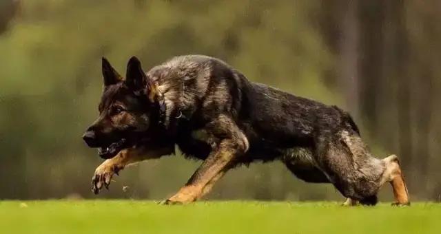 狼犬的故事,狼犬一般有多高