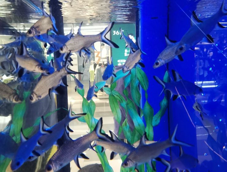 什么样的鱼叫财神鱼,世界上最奇怪的淡水鱼是什么鱼